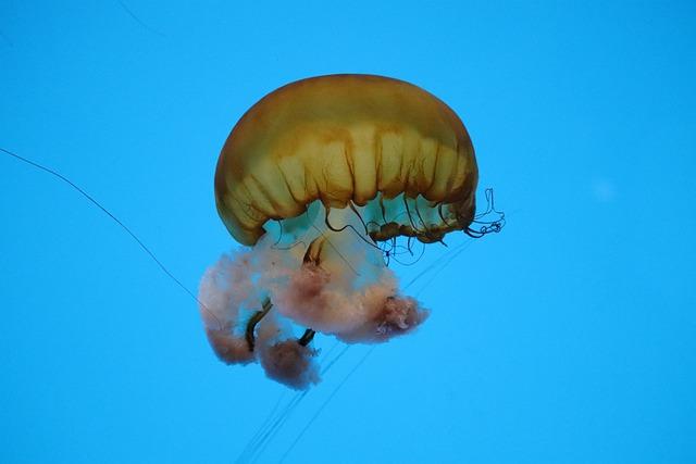 Jak poznat alergickou reakci na zázvor: Symptomy a projevy