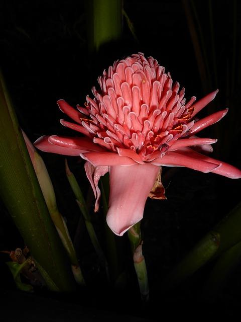 Proč je růžový zázvor mnohem více než jen obyčejná kořenina