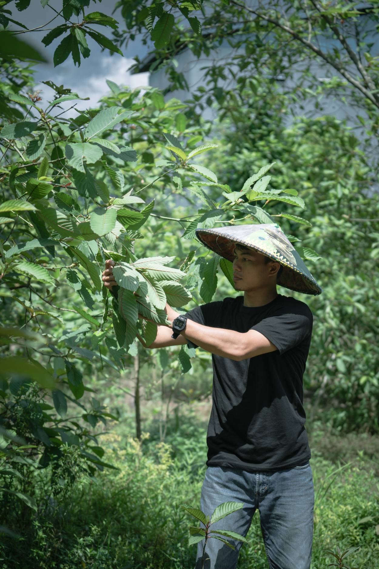 Indonésie – Ostrovní pokladnice přírodních pokladů 1 kratom z indonesie